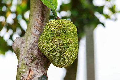 《人中之龙维新！极》公布全新支线剧情、照功能等游戏要素